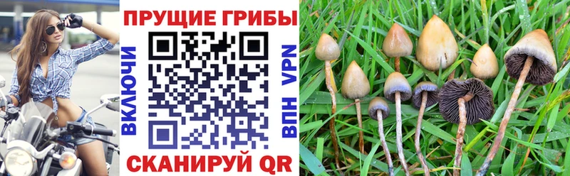 Галлюциногенные грибы GOLDEN TEACHER  Калининград 